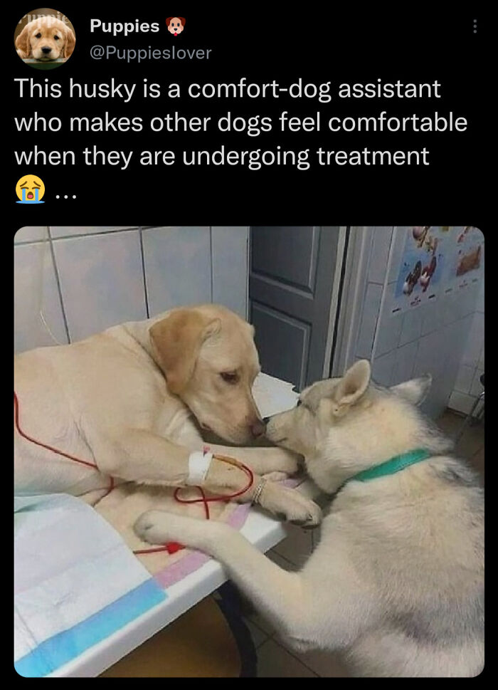 83 Adorable Animals Who Somehow Found Themselves On The Payroll 83 Adorable Animals Who Somehow Found Themselves On The Payroll