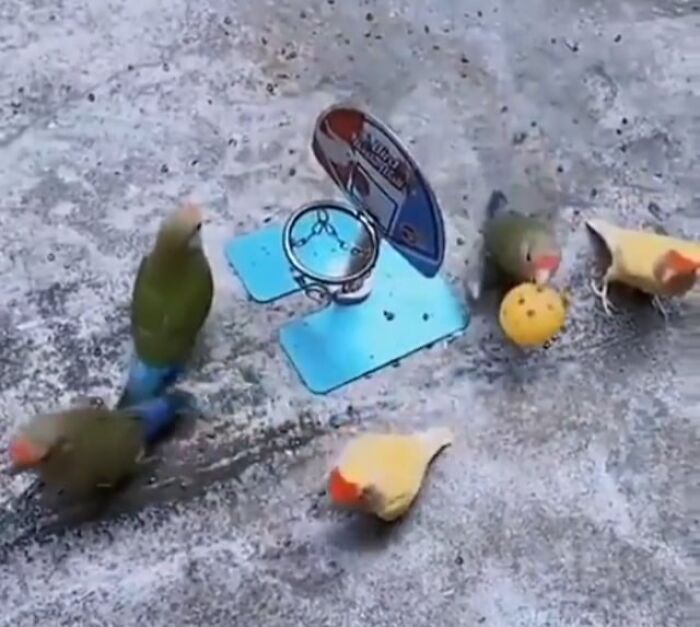 83 Adorable Animals Who Somehow Found Themselves On The Payroll 83 Adorable Animals Who Somehow Found Themselves On The Payroll