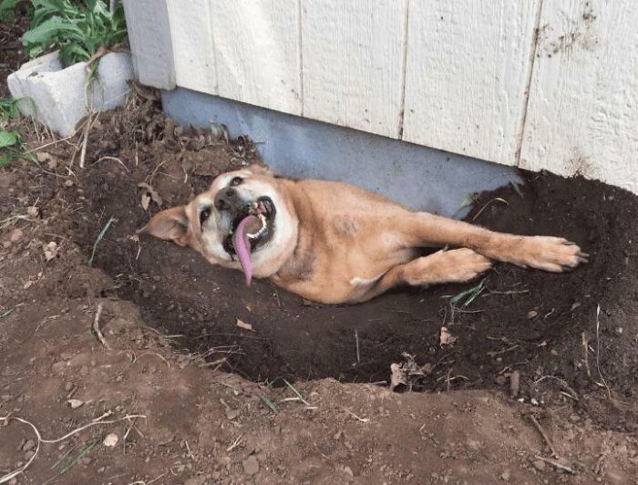83 Adorable Animals Who Somehow Found Themselves On The Payroll 83 Adorable Animals Who Somehow Found Themselves On The Payroll