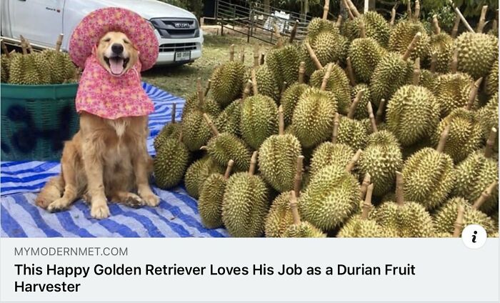 83 Adorable Animals Who Somehow Found Themselves On The Payroll 83 Adorable Animals Who Somehow Found Themselves On The Payroll