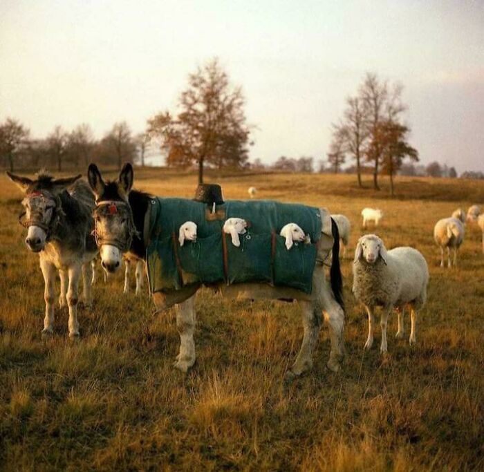 83 Adorable Animals Who Somehow Found Themselves On The Payroll 83 Adorable Animals Who Somehow Found Themselves On The Payroll