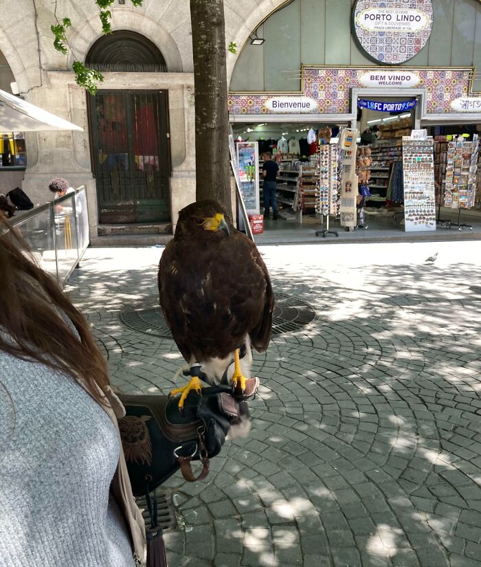 83 Adorable Animals Who Somehow Found Themselves On The Payroll 83 Adorable Animals Who Somehow Found Themselves On The Payroll