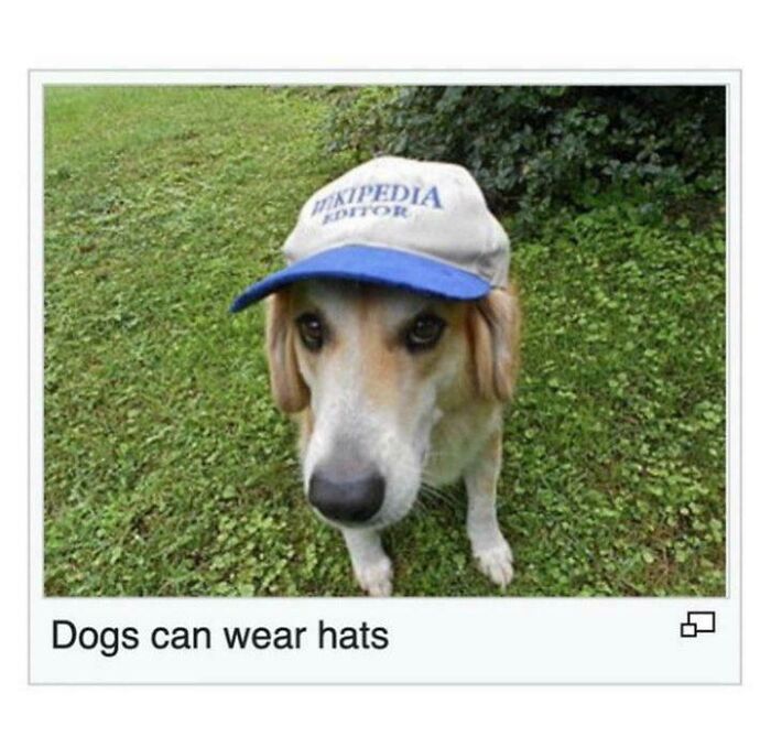 83 Adorable Animals Who Somehow Found Themselves On The Payroll 83 Adorable Animals Who Somehow Found Themselves On The Payroll