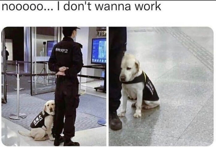 83 Adorable Animals Who Somehow Found Themselves On The Payroll 83 Adorable Animals Who Somehow Found Themselves On The Payroll