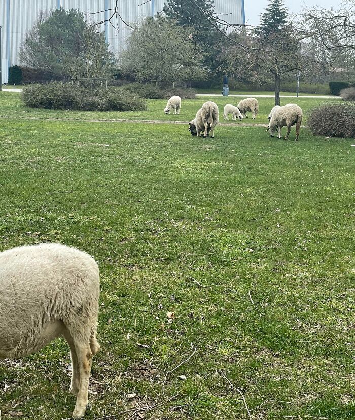 83 Adorable Animals Who Somehow Found Themselves On The Payroll 83 Adorable Animals Who Somehow Found Themselves On The Payroll