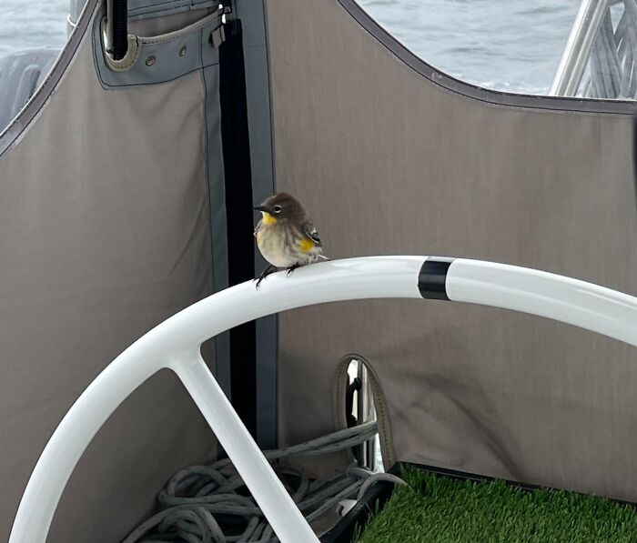83 Adorable Animals Who Somehow Found Themselves On The Payroll 83 Adorable Animals Who Somehow Found Themselves On The Payroll