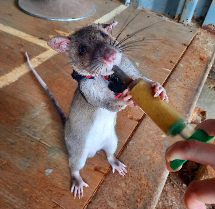 83 Adorable Animals Who Somehow Found Themselves On The Payroll 83 Adorable Animals Who Somehow Found Themselves On The Payroll