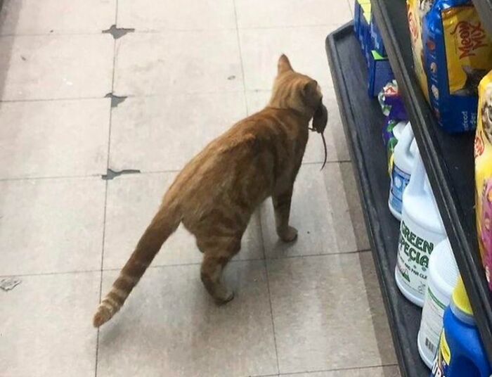83 Adorable Animals Who Somehow Found Themselves On The Payroll 83 Adorable Animals Who Somehow Found Themselves On The Payroll