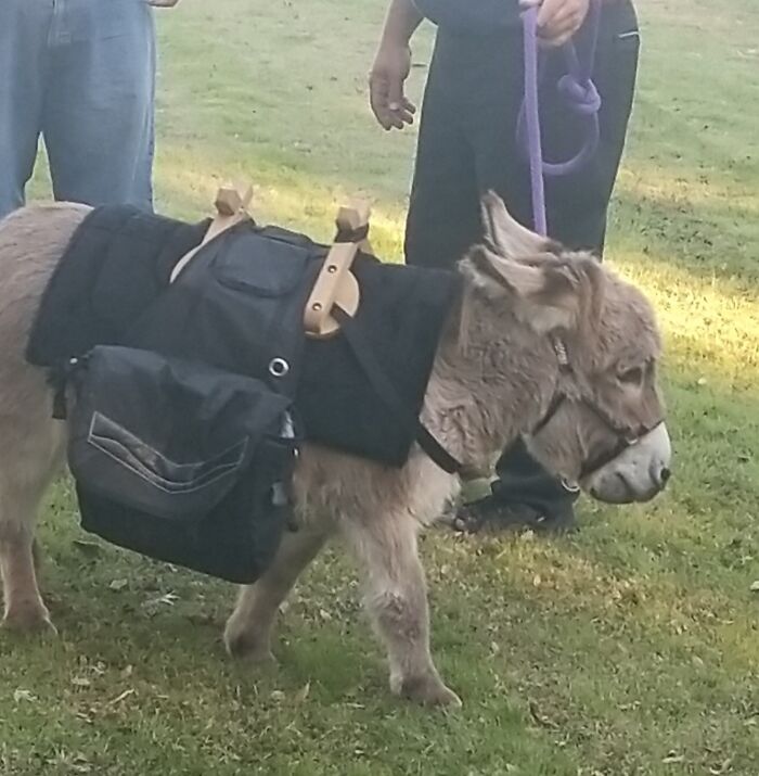 83 Adorable Animals Who Somehow Found Themselves On The Payroll 83 Adorable Animals Who Somehow Found Themselves On The Payroll