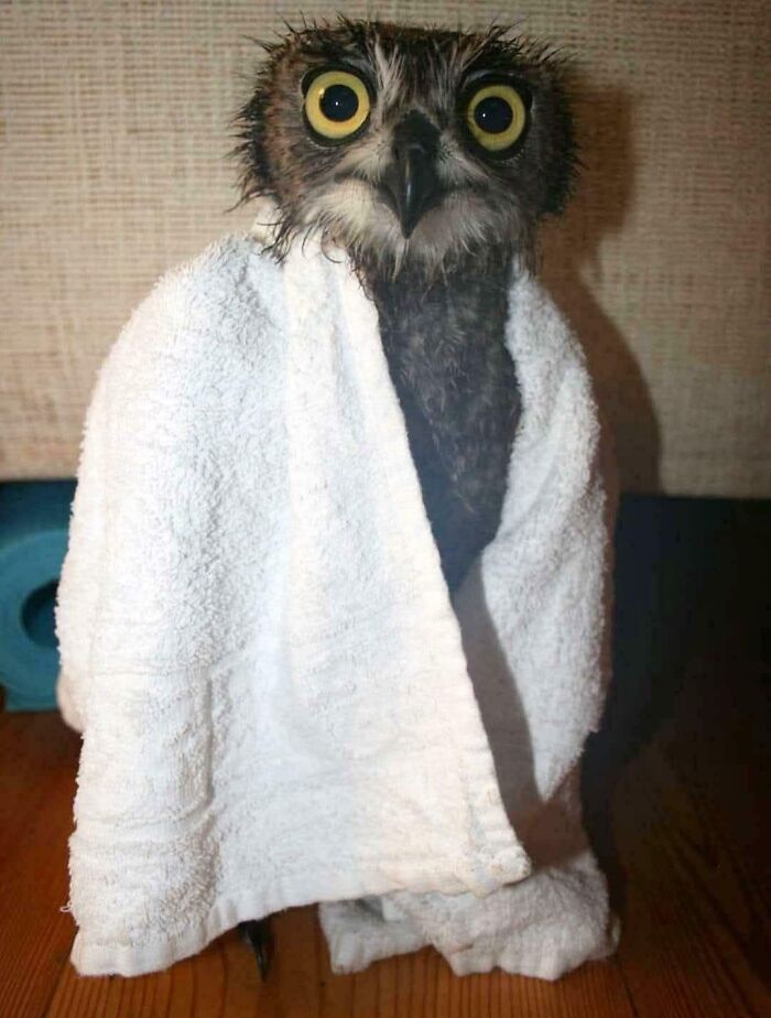 83 Adorable Animals Who Somehow Found Themselves On The Payroll 83 Adorable Animals Who Somehow Found Themselves On The Payroll