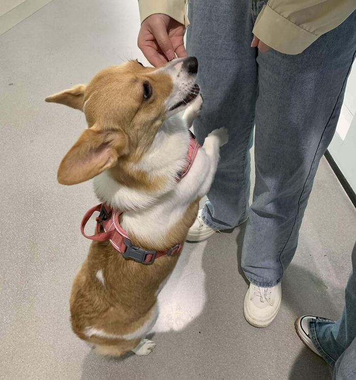 83 Adorable Animals Who Somehow Found Themselves On The Payroll 83 Adorable Animals Who Somehow Found Themselves On The Payroll