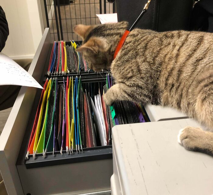 83 Adorable Animals Who Somehow Found Themselves On The Payroll 83 Adorable Animals Who Somehow Found Themselves On The Payroll