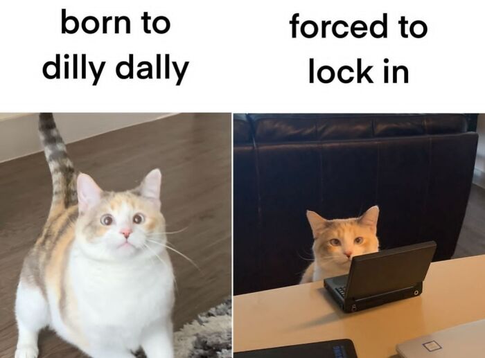 83 Adorable Animals Who Somehow Found Themselves On The Payroll 83 Adorable Animals Who Somehow Found Themselves On The Payroll