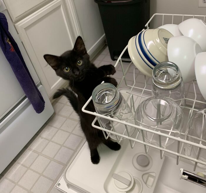 83 Adorable Animals Who Somehow Found Themselves On The Payroll 83 Adorable Animals Who Somehow Found Themselves On The Payroll