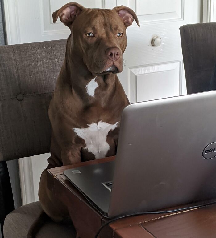83 Adorable Animals Who Somehow Found Themselves On The Payroll 83 Adorable Animals Who Somehow Found Themselves On The Payroll