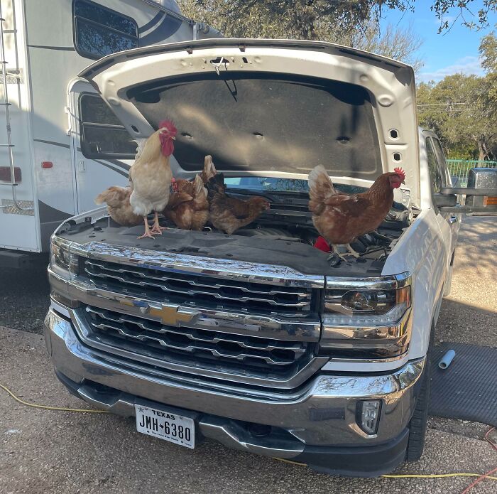 83 Adorable Animals Who Somehow Found Themselves On The Payroll 83 Adorable Animals Who Somehow Found Themselves On The Payroll