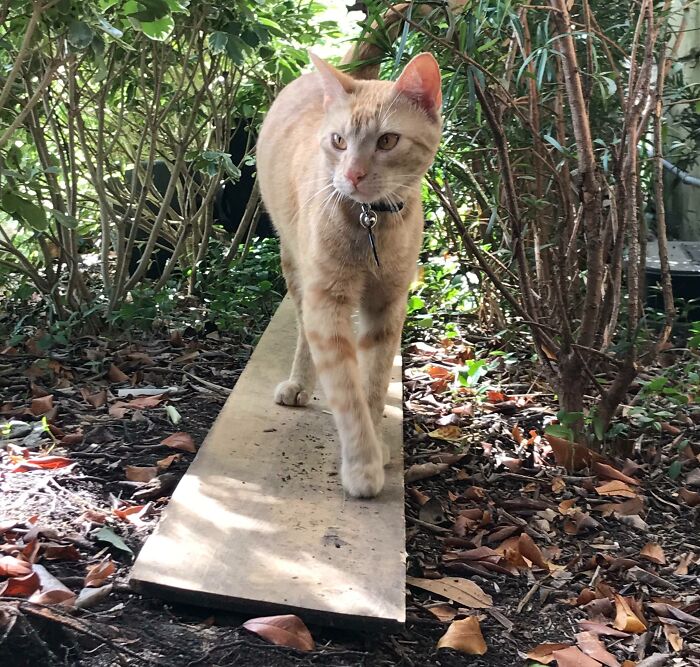 83 Adorable Animals Who Somehow Found Themselves On The Payroll 83 Adorable Animals Who Somehow Found Themselves On The Payroll
