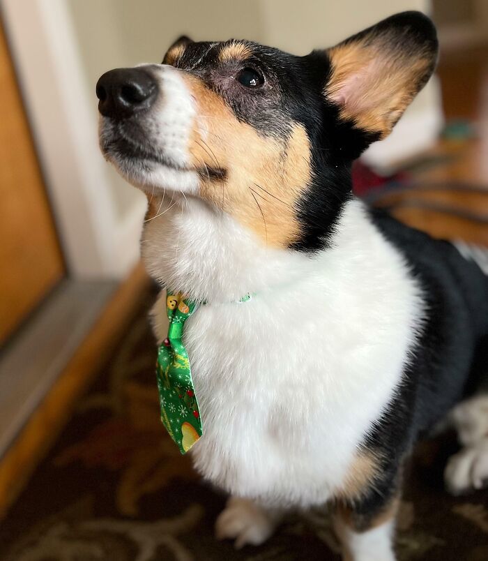 83 Adorable Animals Who Somehow Found Themselves On The Payroll 83 Adorable Animals Who Somehow Found Themselves On The Payroll