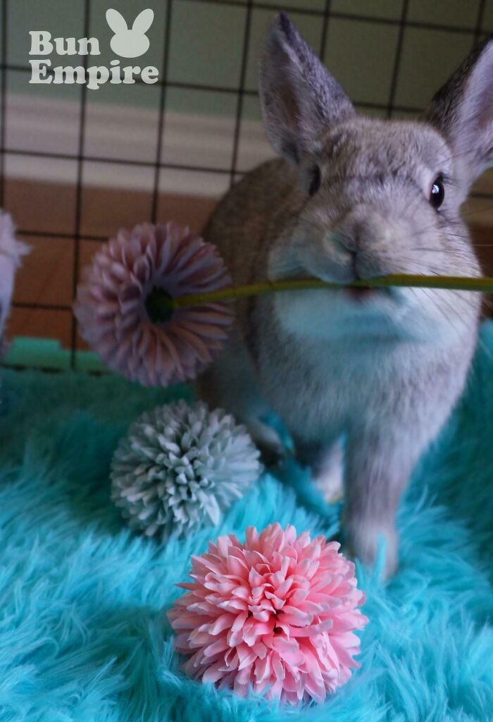 83 Adorable Animals Who Somehow Found Themselves On The Payroll 83 Adorable Animals Who Somehow Found Themselves On The Payroll