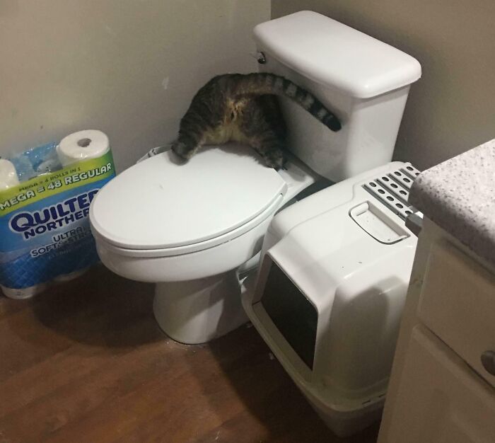 83 Adorable Animals Who Somehow Found Themselves On The Payroll 83 Adorable Animals Who Somehow Found Themselves On The Payroll