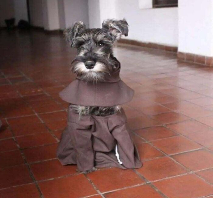 83 Adorable Animals Who Somehow Found Themselves On The Payroll 83 Adorable Animals Who Somehow Found Themselves On The Payroll