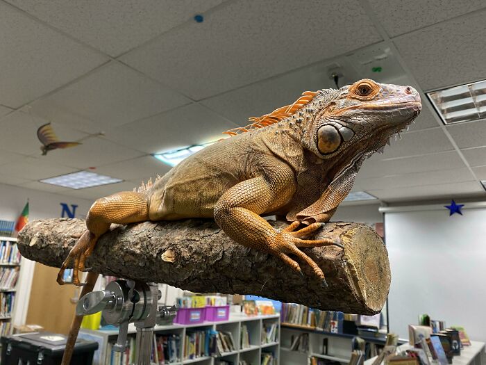 83 Adorable Animals Who Somehow Found Themselves On The Payroll 83 Adorable Animals Who Somehow Found Themselves On The Payroll