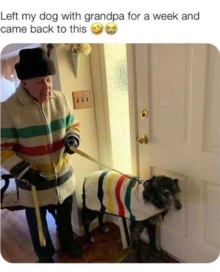This Page Shared 31 New Memes That Show Why Dogs Are So Lovable And Entertaining