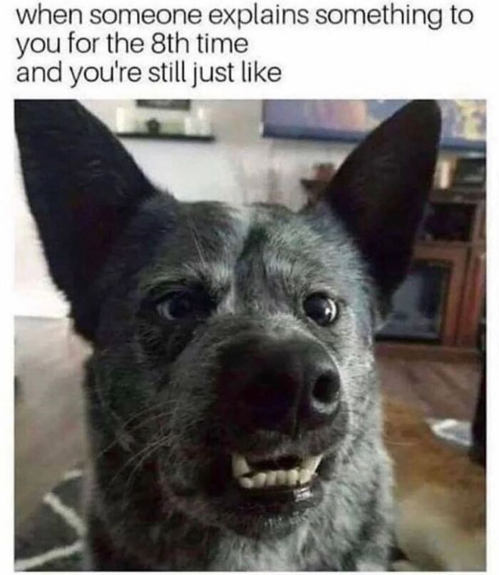 This Page Shared 31 New Memes That Show Why Dogs Are So Lovable And Entertaining