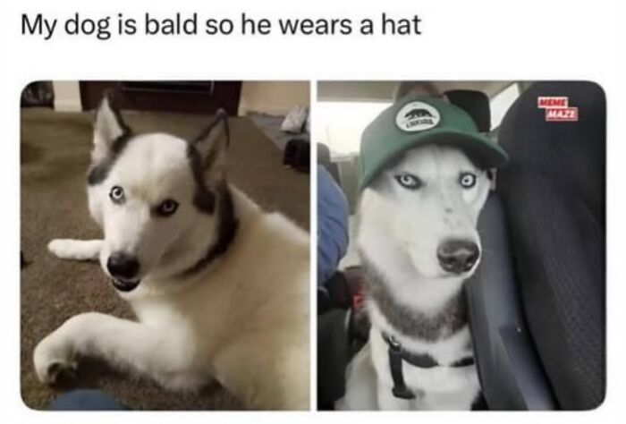 This Page Shared 31 New Memes That Show Why Dogs Are So Lovable And Entertaining