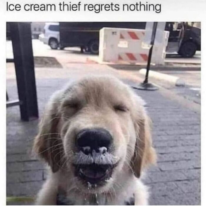 This Page Shared 31 New Memes That Show Why Dogs Are So Lovable And Entertaining