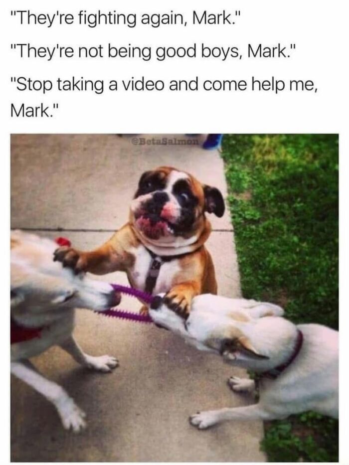 This Page Shared 31 New Memes That Show Why Dogs Are So Lovable And Entertaining