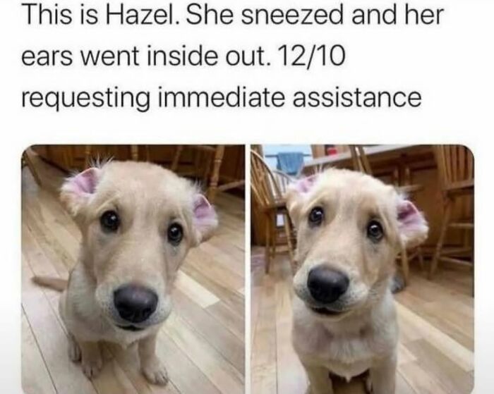 This Page Shared 31 New Memes That Show Why Dogs Are So Lovable And Entertaining