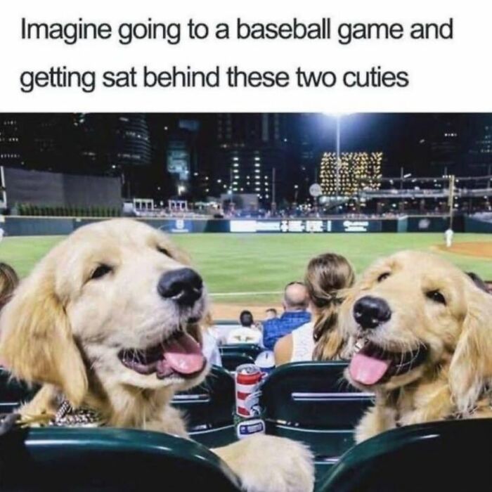 This Page Shared 31 New Memes That Show Why Dogs Are So Lovable And Entertaining