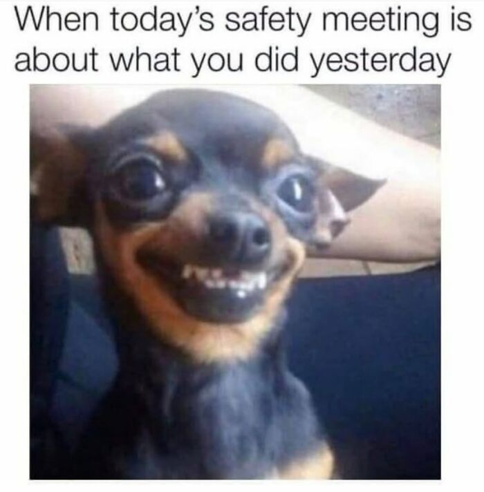 This Page Shared 31 New Memes That Show Why Dogs Are So Lovable And Entertaining
