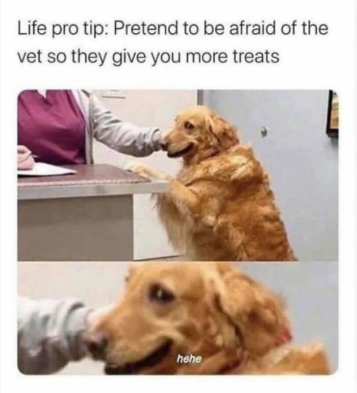 This Page Shared 31 New Memes That Show Why Dogs Are So Lovable And Entertaining