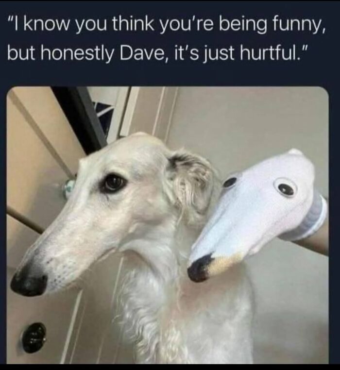 This Page Shared 31 New Memes That Show Why Dogs Are So Lovable And Entertaining