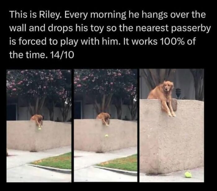 This Page Shared 31 New Memes That Show Why Dogs Are So Lovable And Entertaining