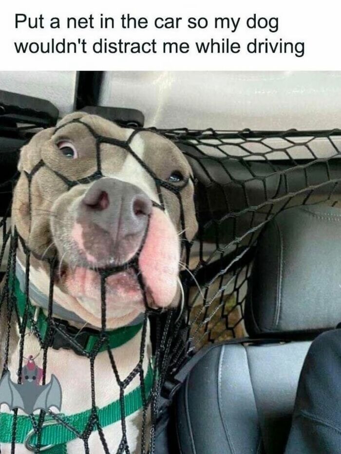 This Page Shared 31 New Memes That Show Why Dogs Are So Lovable And Entertaining