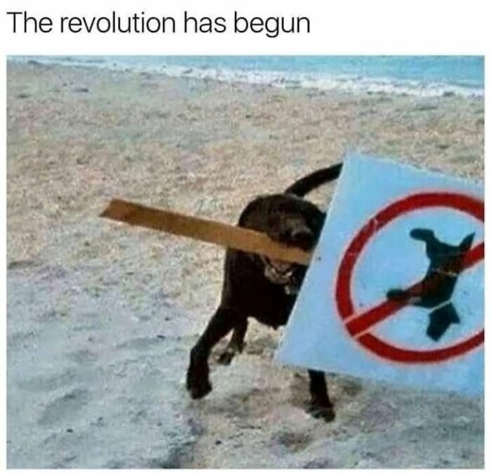 This Page Shared 31 New Memes That Show Why Dogs Are So Lovable And Entertaining