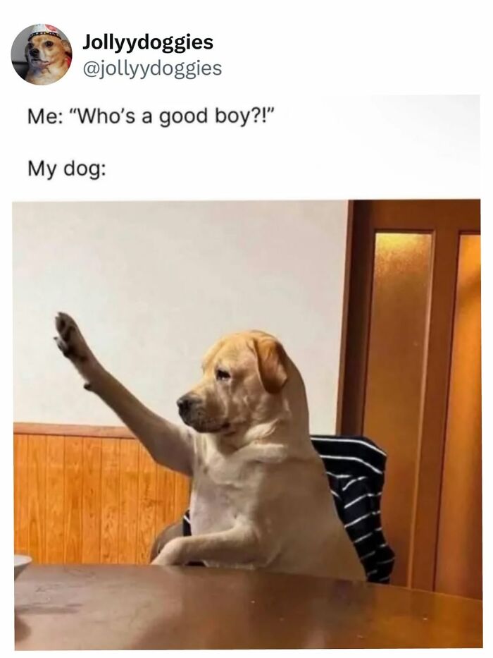 This Page Shared 31 New Memes That Show Why Dogs Are So Lovable And Entertaining