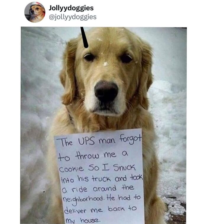 This Page Shared 31 New Memes That Show Why Dogs Are So Lovable And Entertaining