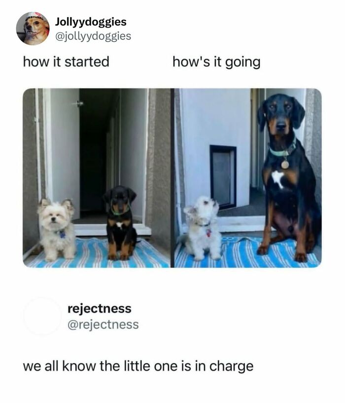 This Page Shared 31 New Memes That Show Why Dogs Are So Lovable And Entertaining