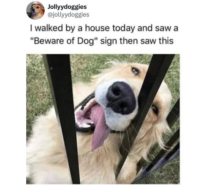 This Page Shared 31 New Memes That Show Why Dogs Are So Lovable And Entertaining