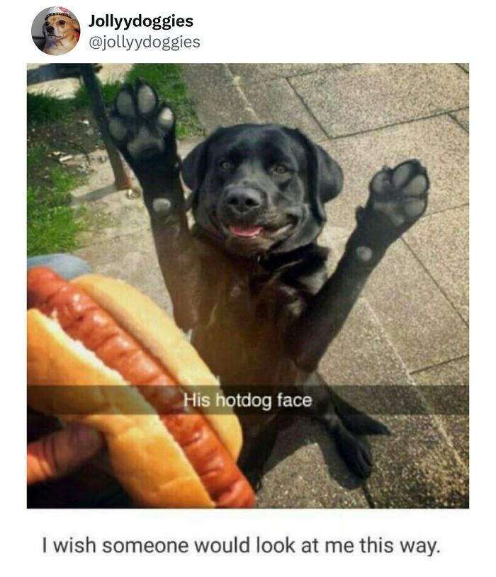 This Page Shared 31 New Memes That Show Why Dogs Are So Lovable And Entertaining