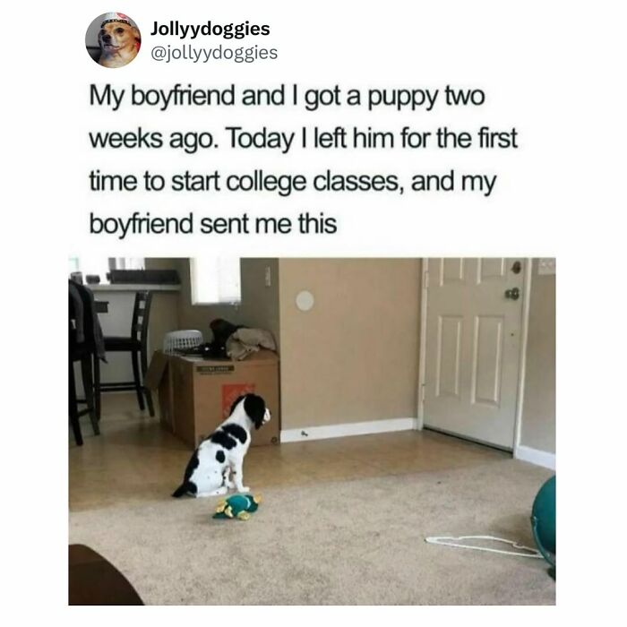 This Page Shared 31 New Memes That Show Why Dogs Are So Lovable And Entertaining