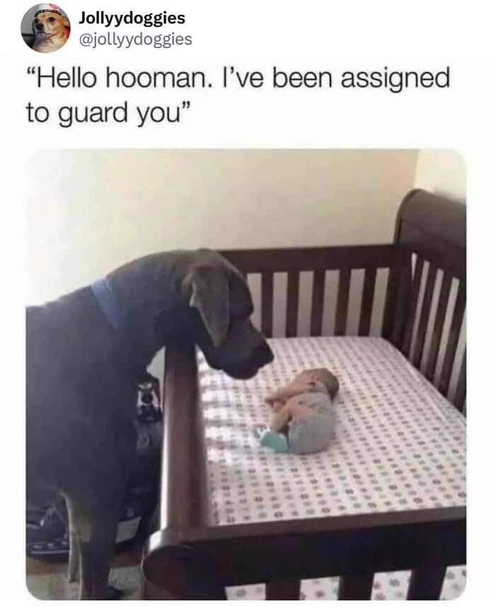 This Page Shared 31 New Memes That Show Why Dogs Are So Lovable And Entertaining