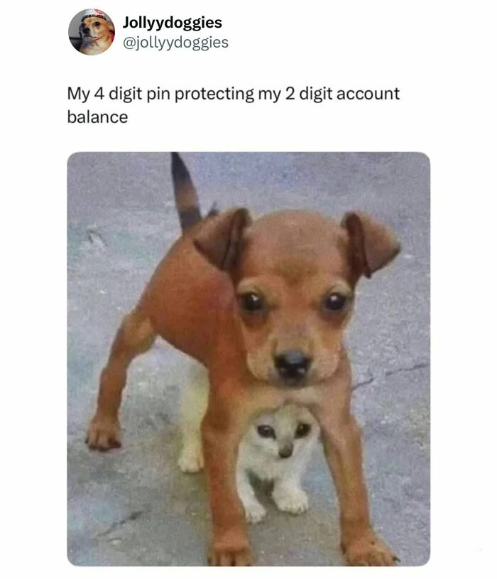 This Page Shared 31 New Memes That Show Why Dogs Are So Lovable And Entertaining