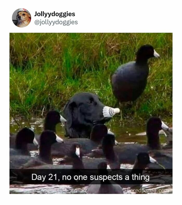 This Page Shared 31 New Memes That Show Why Dogs Are So Lovable And Entertaining