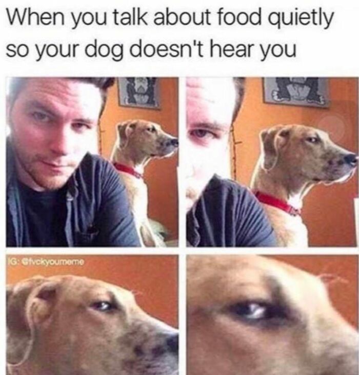 This Page Shared 31 New Memes That Show Why Dogs Are So Lovable And Entertaining