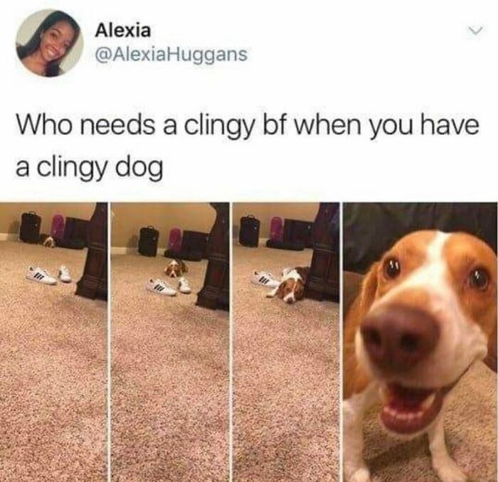 This Page Shared 31 New Memes That Show Why Dogs Are So Lovable And Entertaining